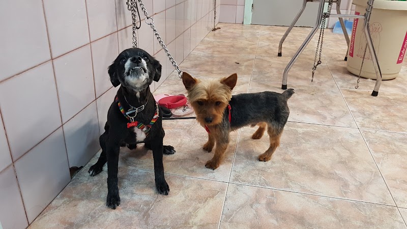Imagen de negocio en Estética animal
