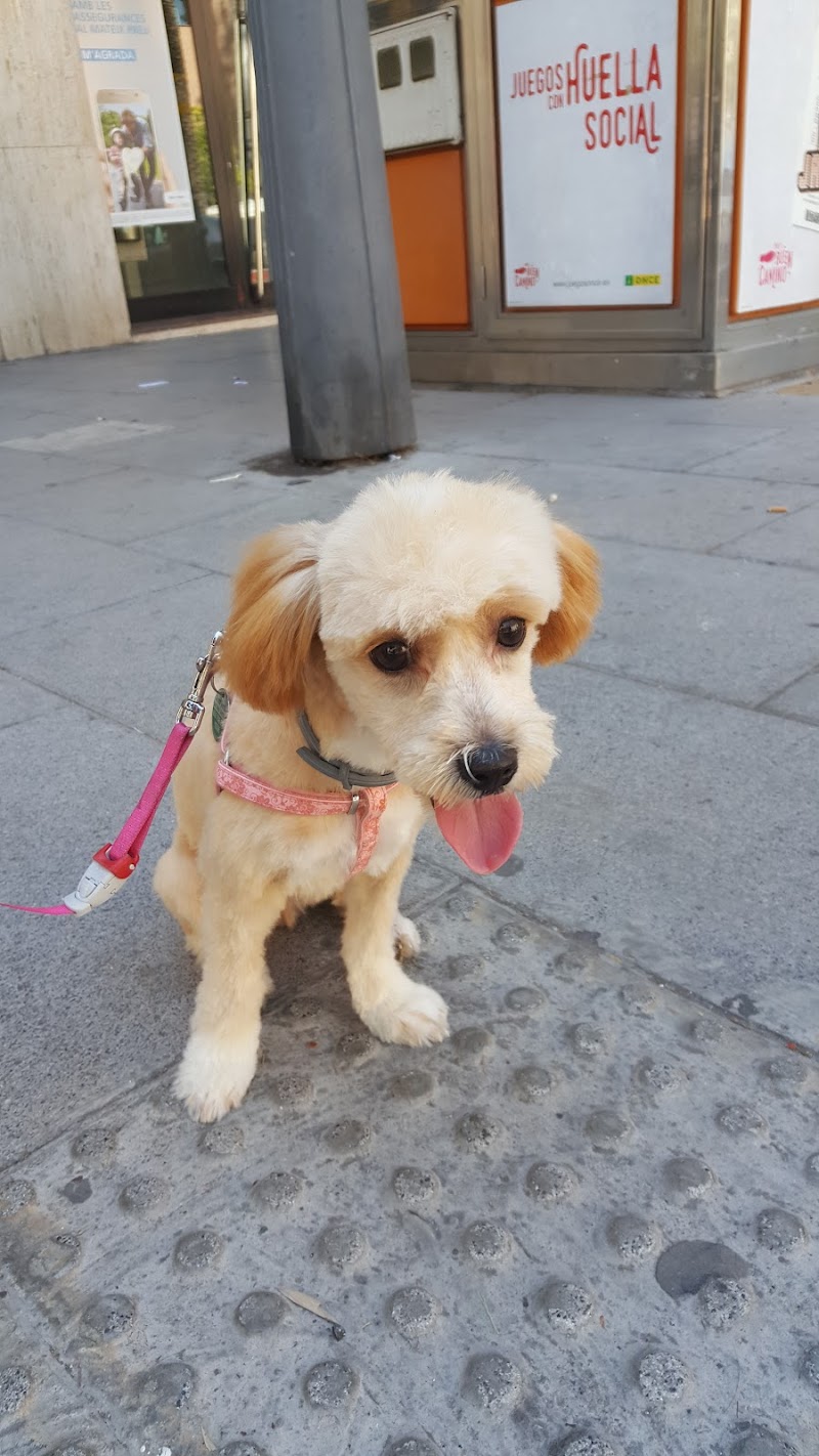 Imagen de negocio en Estética animal