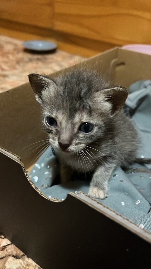 Imagen de Hospital Veterinario Catarroja | Mivet