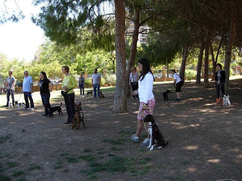 Imagen de Koira Adiestramiento Canino