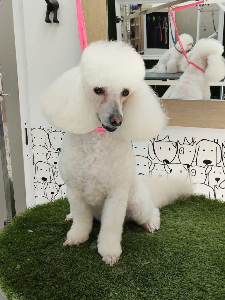 Imagen de Aratinga Peluqueria Canina