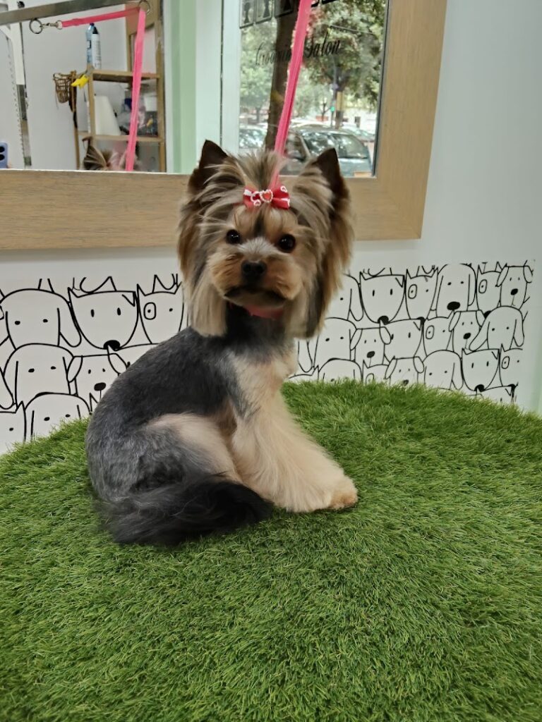 Imagen de Aratinga Peluqueria Canina