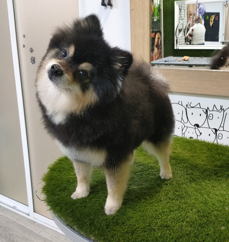 Imagen de Aratinga Peluqueria Canina