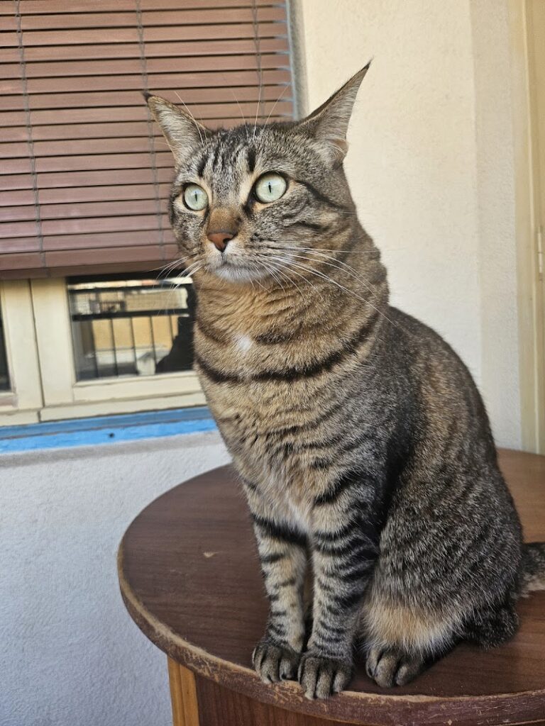 Imagen de Clínica Veterinaria Amets