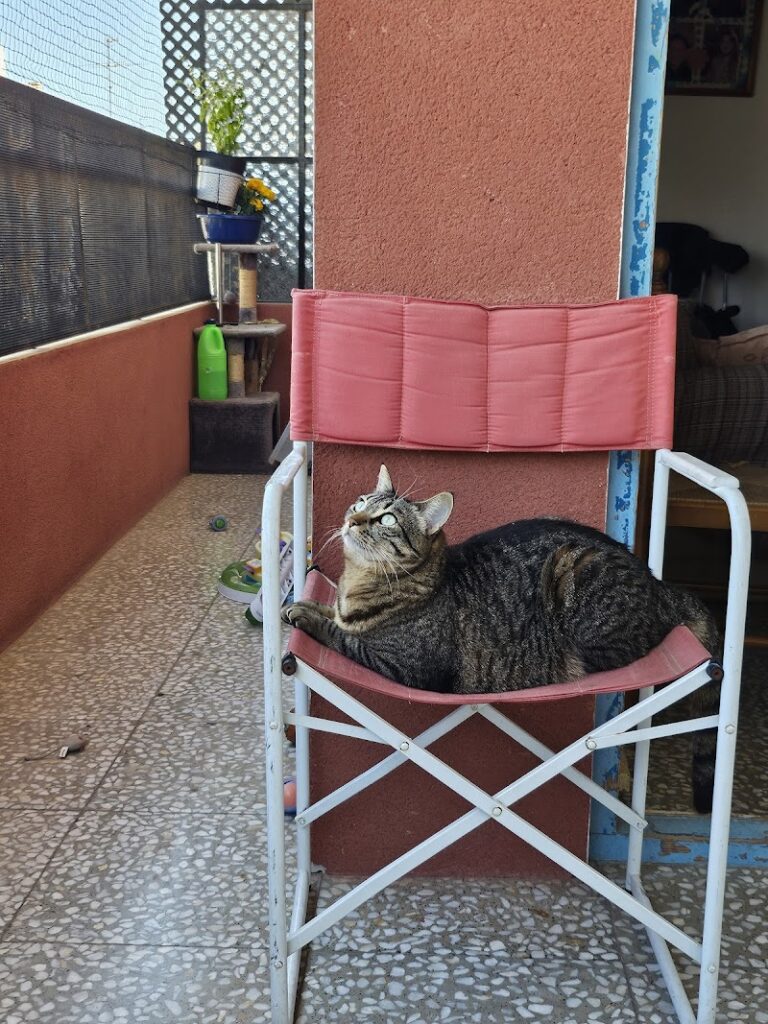 Imagen de Clínica Veterinaria Amets