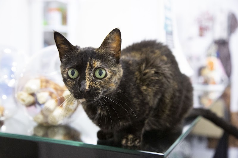 Imagen de Clínica Veterinaria Más Que Mascotas