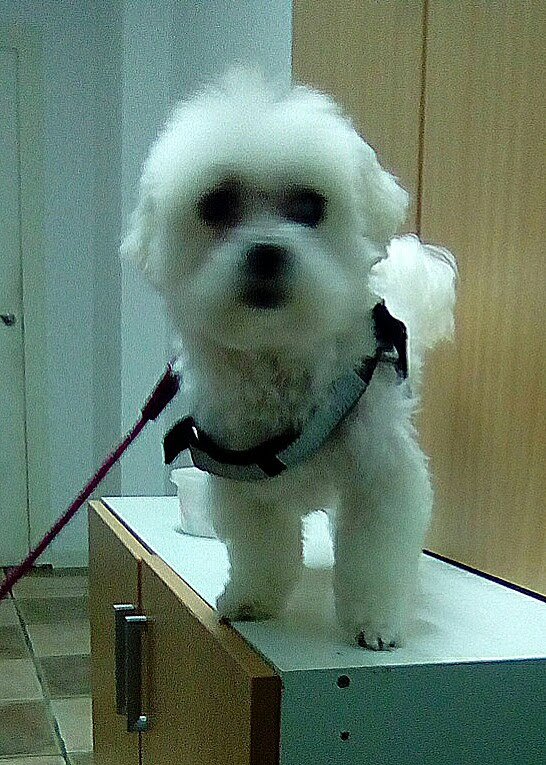 Imagen de Clínica Veterinaria Más Que Mascotas