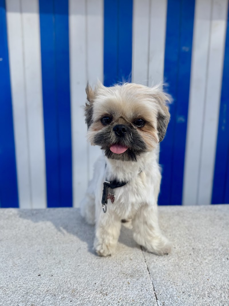 Imagen de La Tía Tere Autolavado Canino y Peluquería Canina
