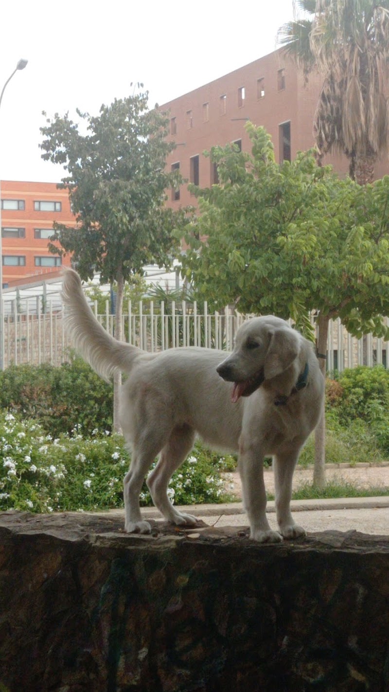 Imagen de negocio en Adiestramiento de mascotas