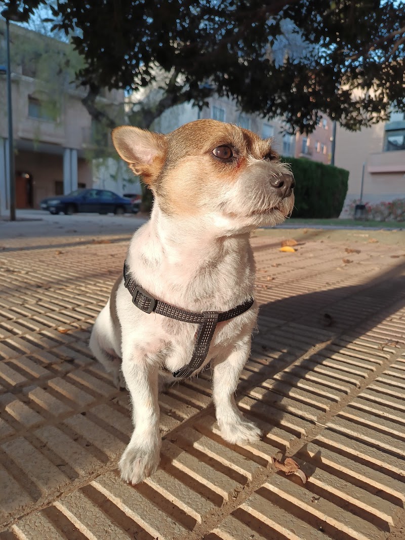 Imagen de negocio en Estética animal