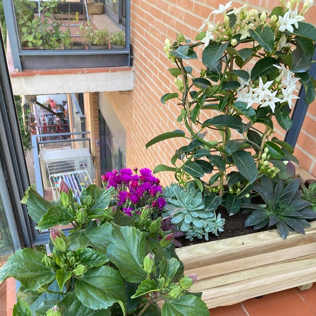 Imagen de Davicultora