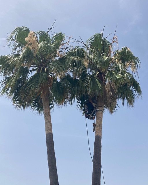 Imagen de Davicultora