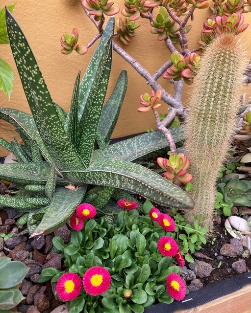 Imagen de Davicultora