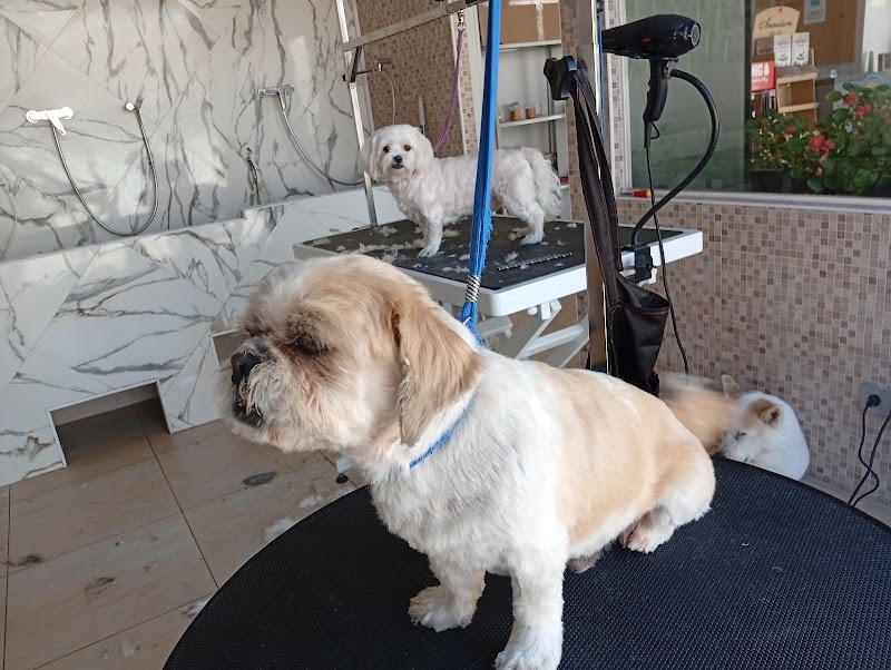 Imagen de Grooming Alcala Peluquería Canina