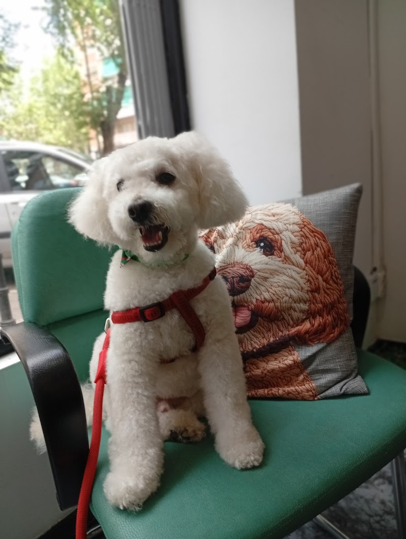 Imagen de Grooming Alcala Peluquería Canina