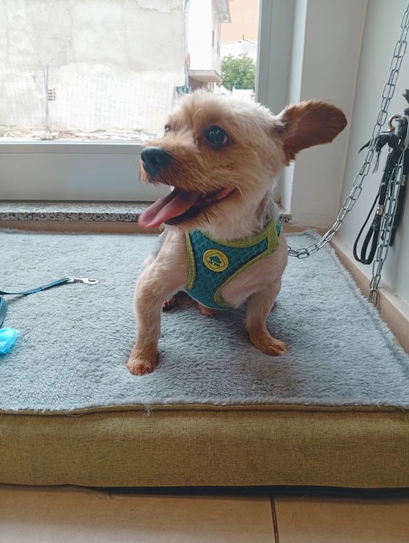 Imagen de Grooming Alcala Peluquería Canina