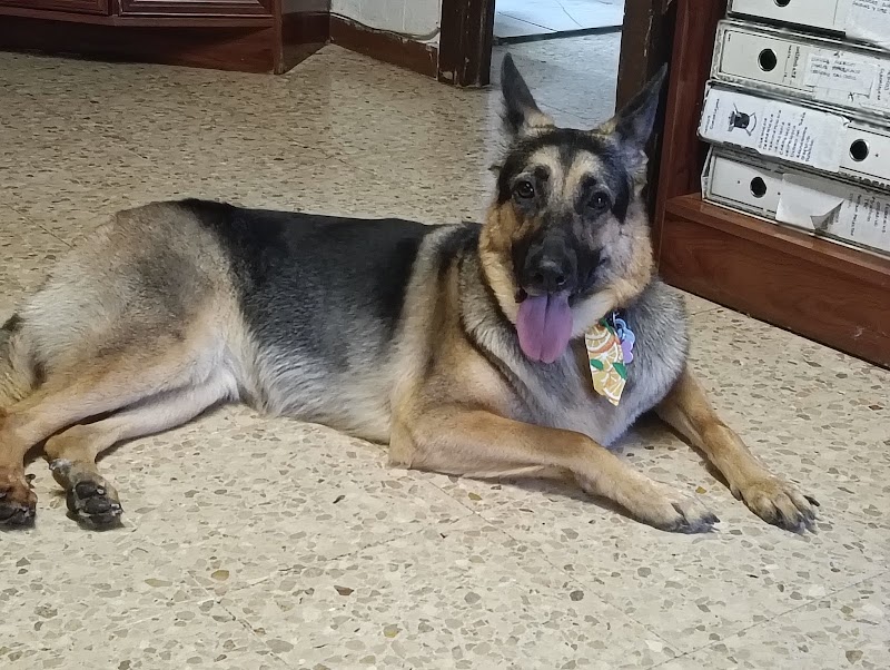 Imagen de Grooming Alcala Peluquería Canina