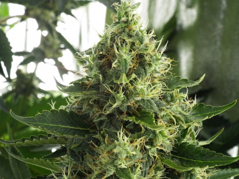 Imagen de Green City Center Grow Shop & Cbd Shop