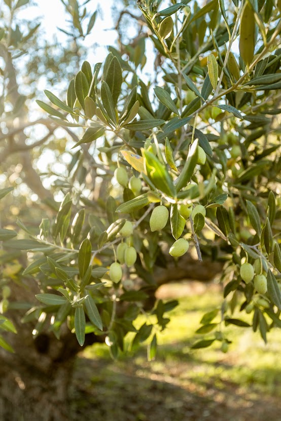 Imagen de La Bella Sombra Paisajismo