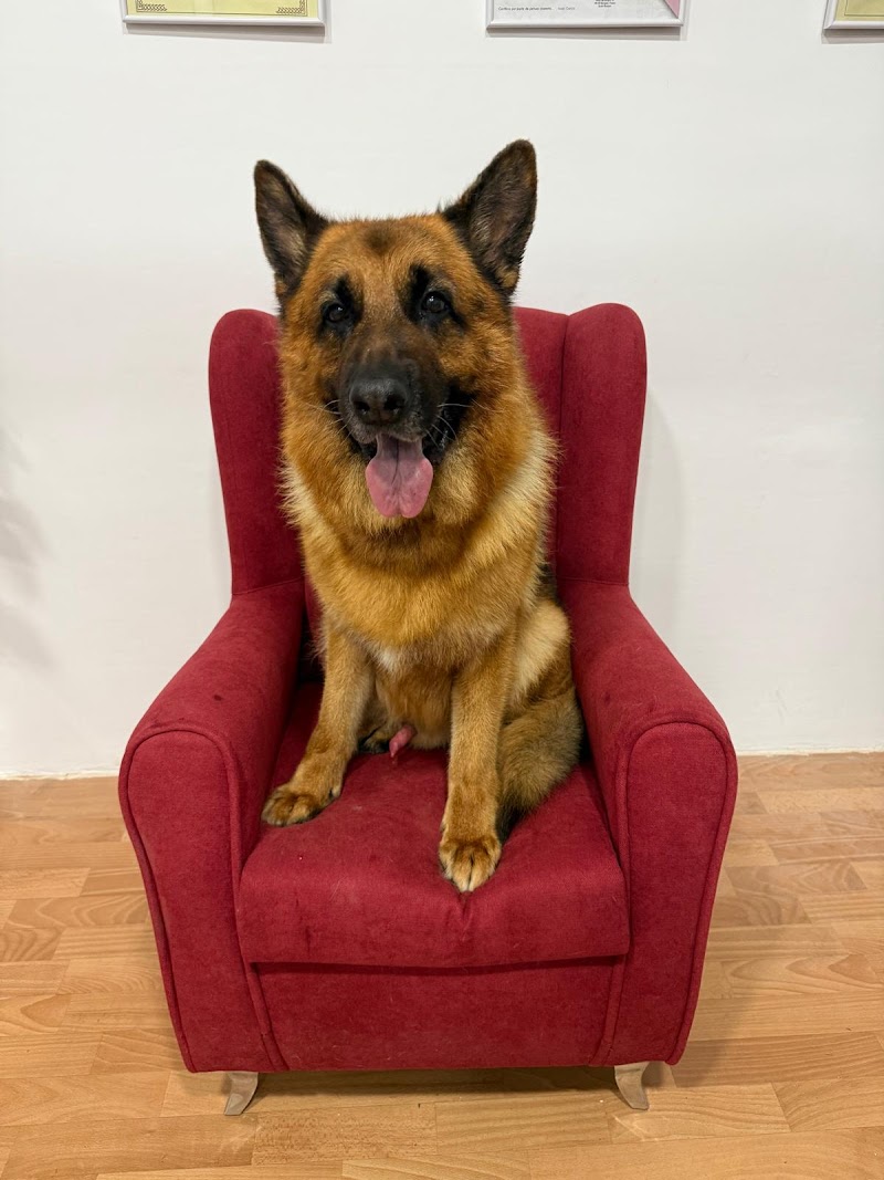 Imagen de Huellas Peluquería Canina y Felina