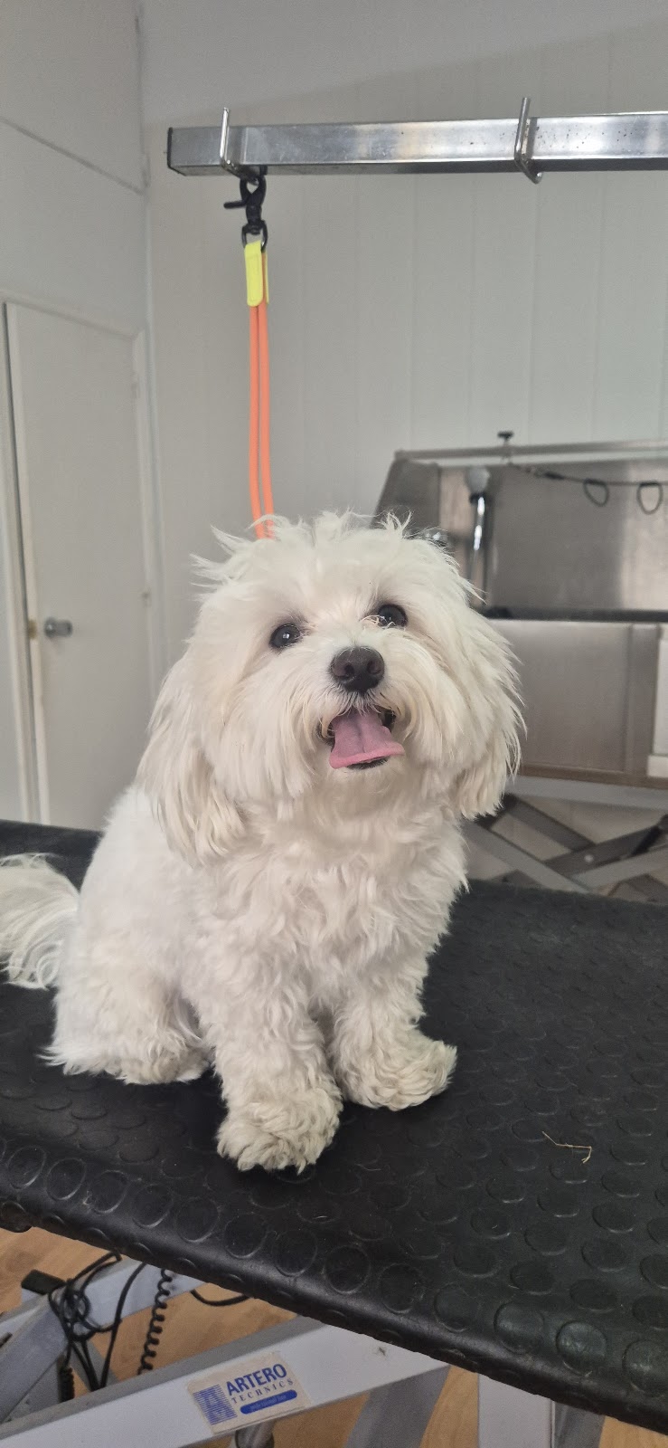 Imagen de Huellas Peluquería Canina y Felina