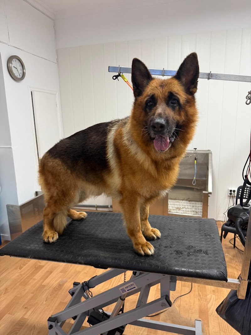 Imagen de Huellas Peluquería Canina y Felina