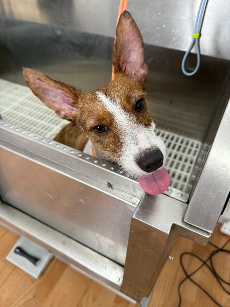 Imagen de Huellas Peluquería Canina y Felina