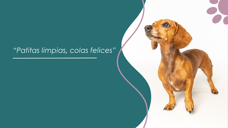 Imagen de Patitas Felices – Peluquería Canina