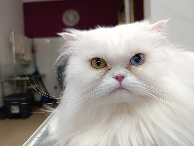 Imagen de Peluqueria Canina y Felina New Can