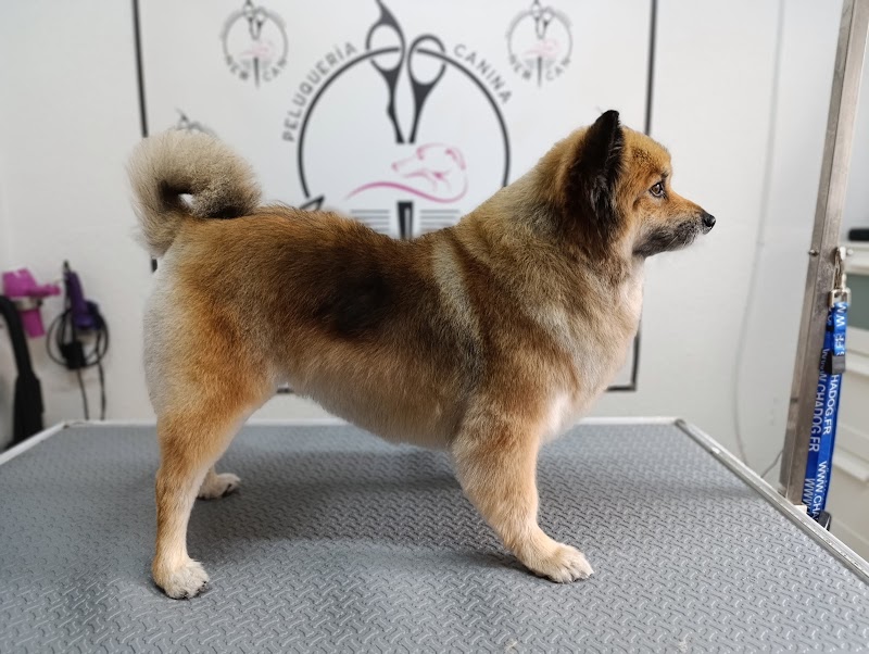 Imagen de Peluqueria Canina y Felina New Can