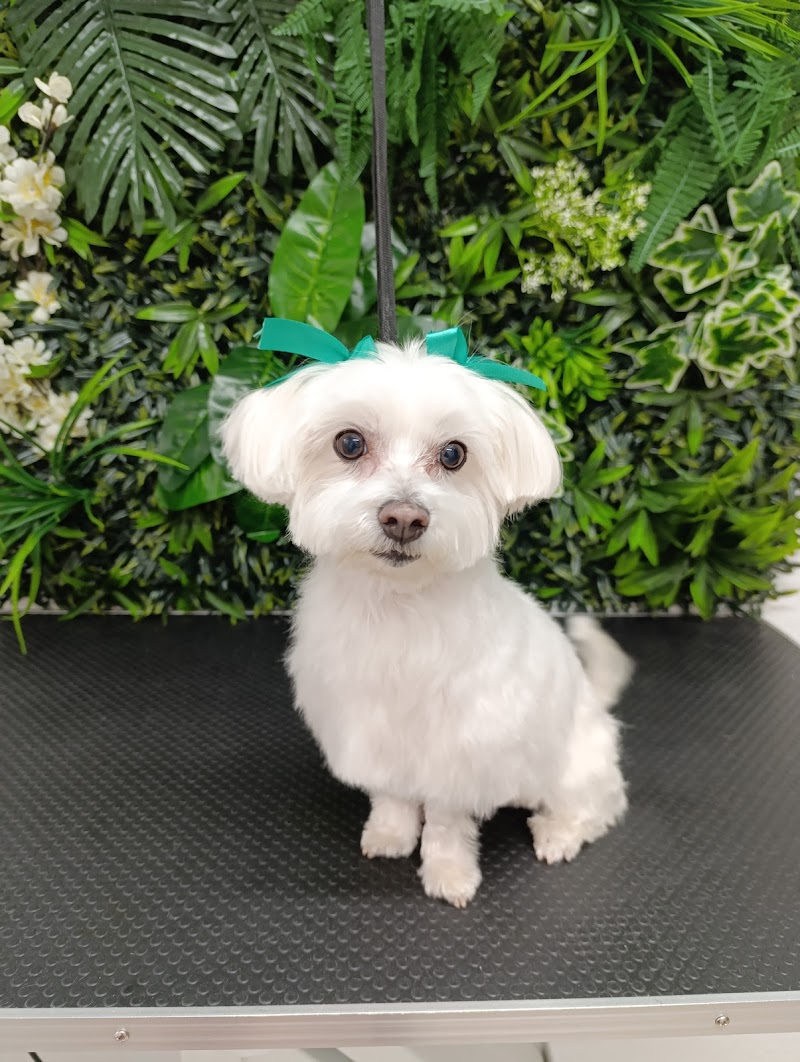 Imagen de Peluqueria Canina y Felina New Can