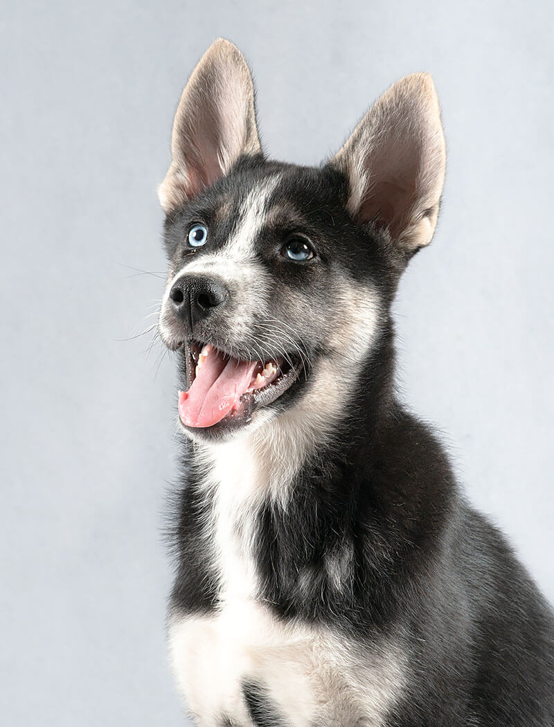 Imagen de Expression Of Love