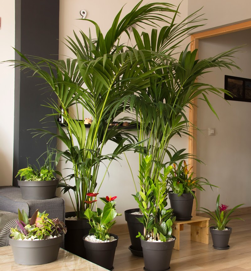 Imagen de Plantesdecor. Paisajismo y Jardinería. Diseñamos Tu Jardín en Valencia