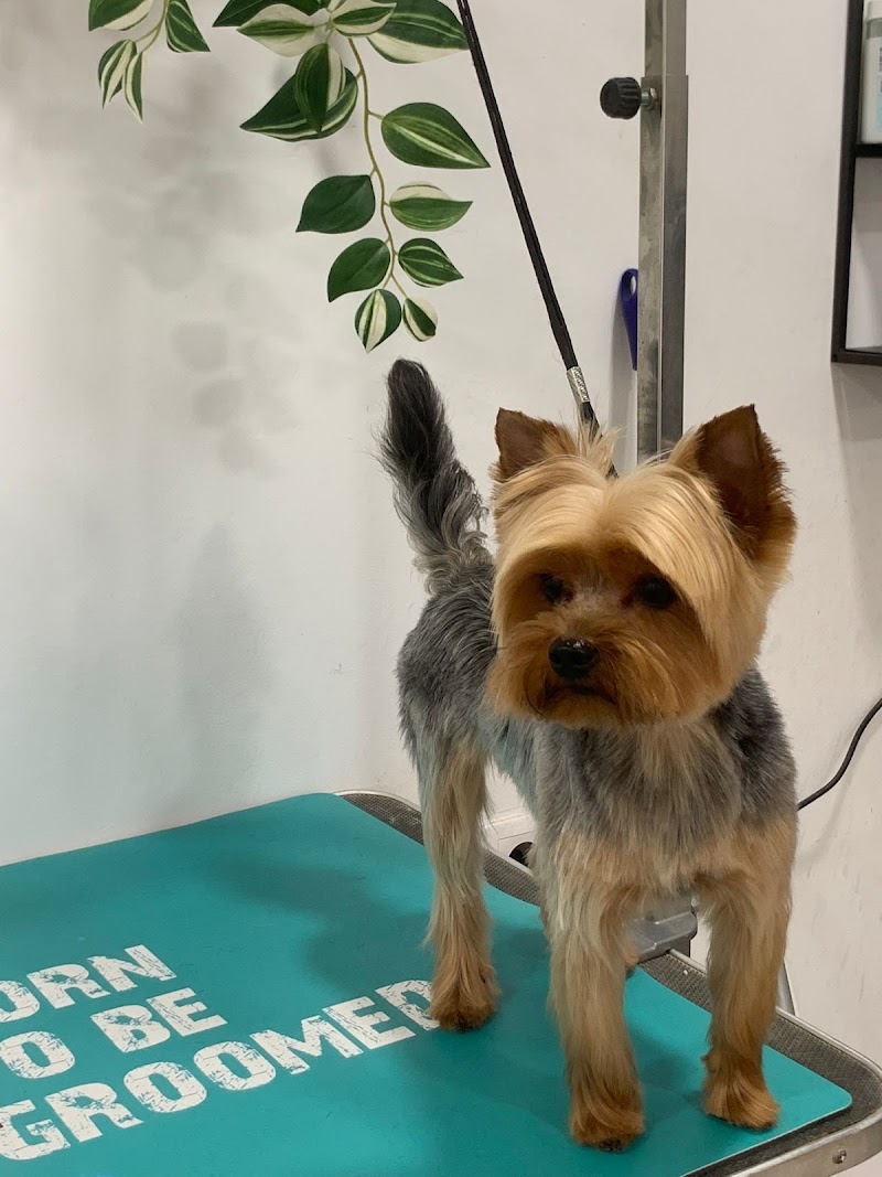 Imagen de Peluquería Canina y Felina Loli Alonso