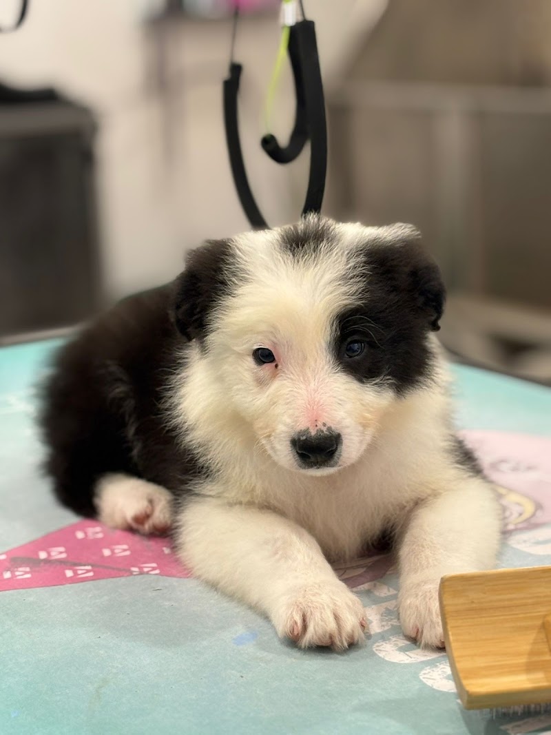 Imagen de Peluquería Canina y Felina Loli Alonso