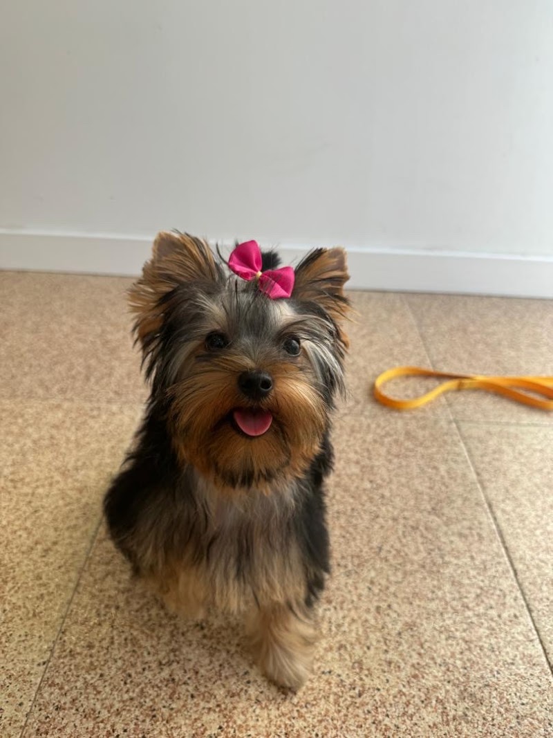 Imagen de Peluquería Canina y Felina Loli Alonso