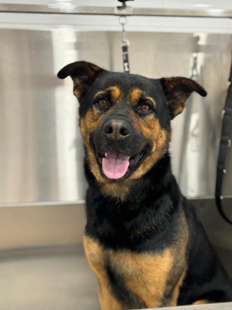 Imagen de Peluquería Canina y Felina Loli Alonso