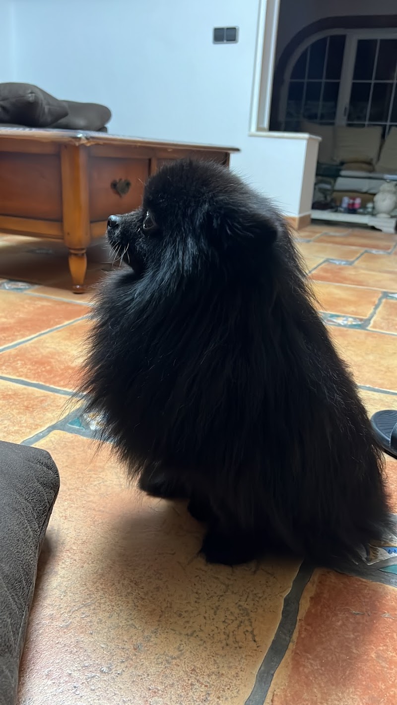 Imagen de Peluquería Canina y Felina Loli Alonso