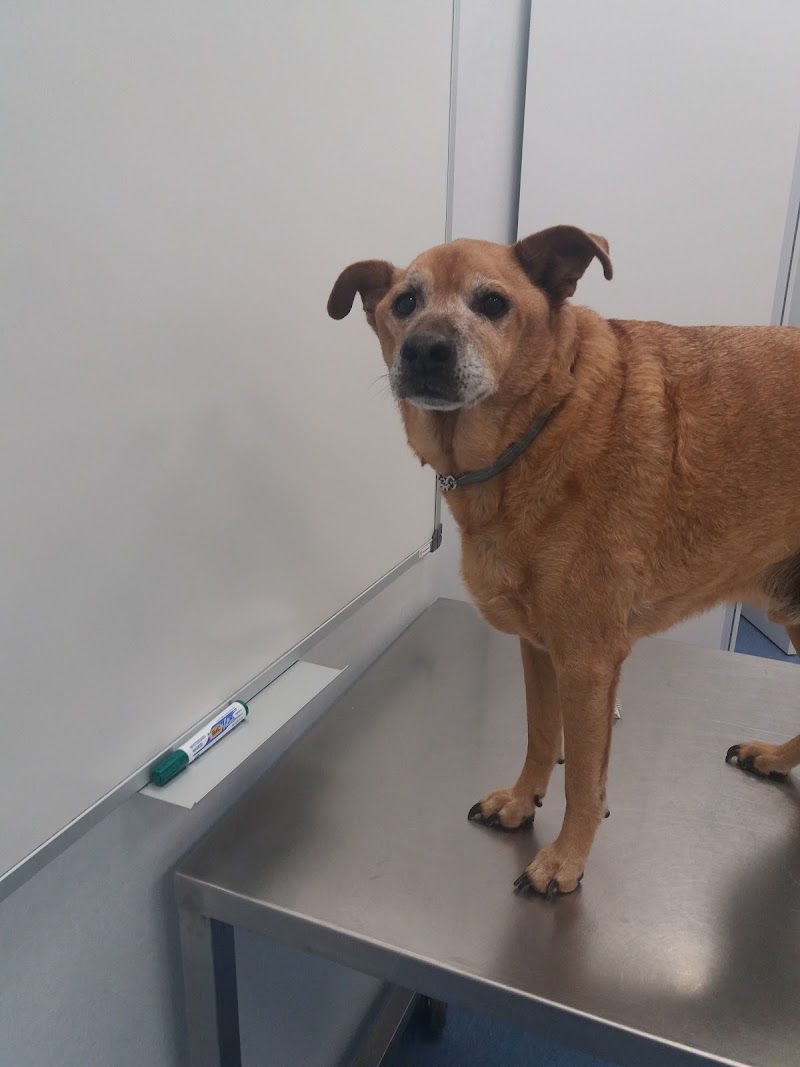 Imagen de Hospital Clínico Veterinario Ceu Uch