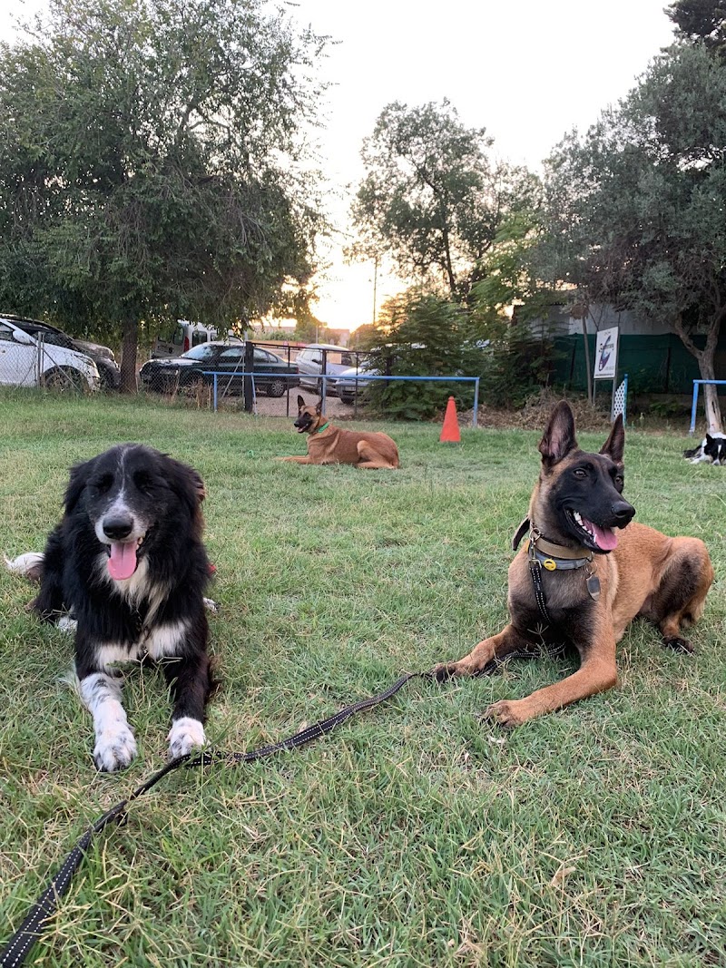 Imagen de Gdog.trainerpro