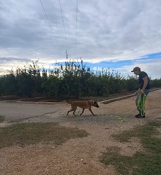 Imagen de Gdog.trainerpro