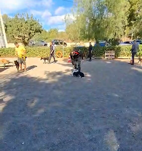 Imagen de Gdog.trainerpro