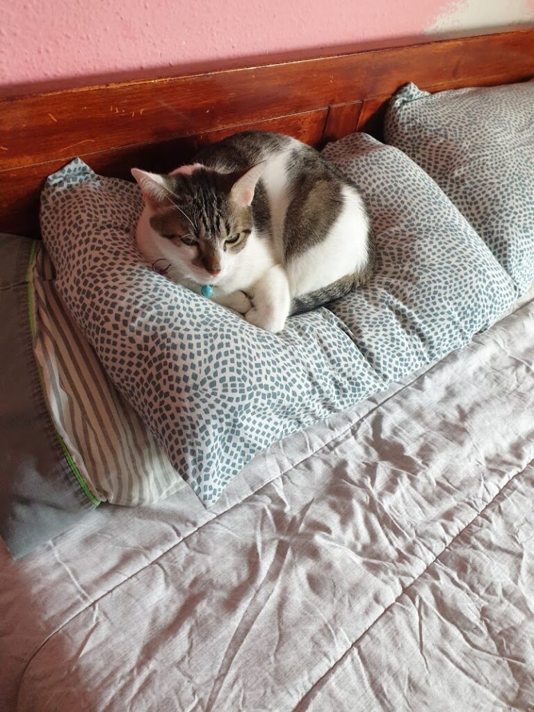 Imagen de Modepran Carlet