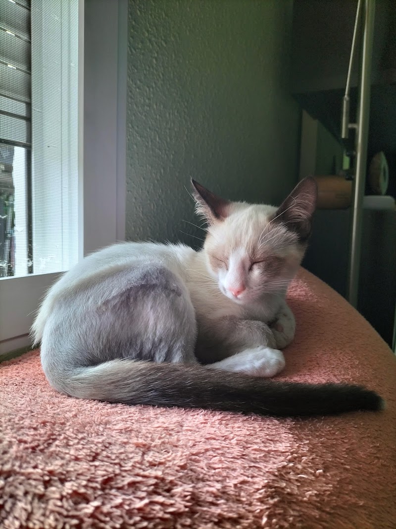 Imagen de Hospital Veterinario Les Alfàbegues