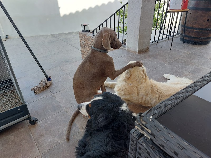 Imagen de Hospital Veterinario Les Alfàbegues