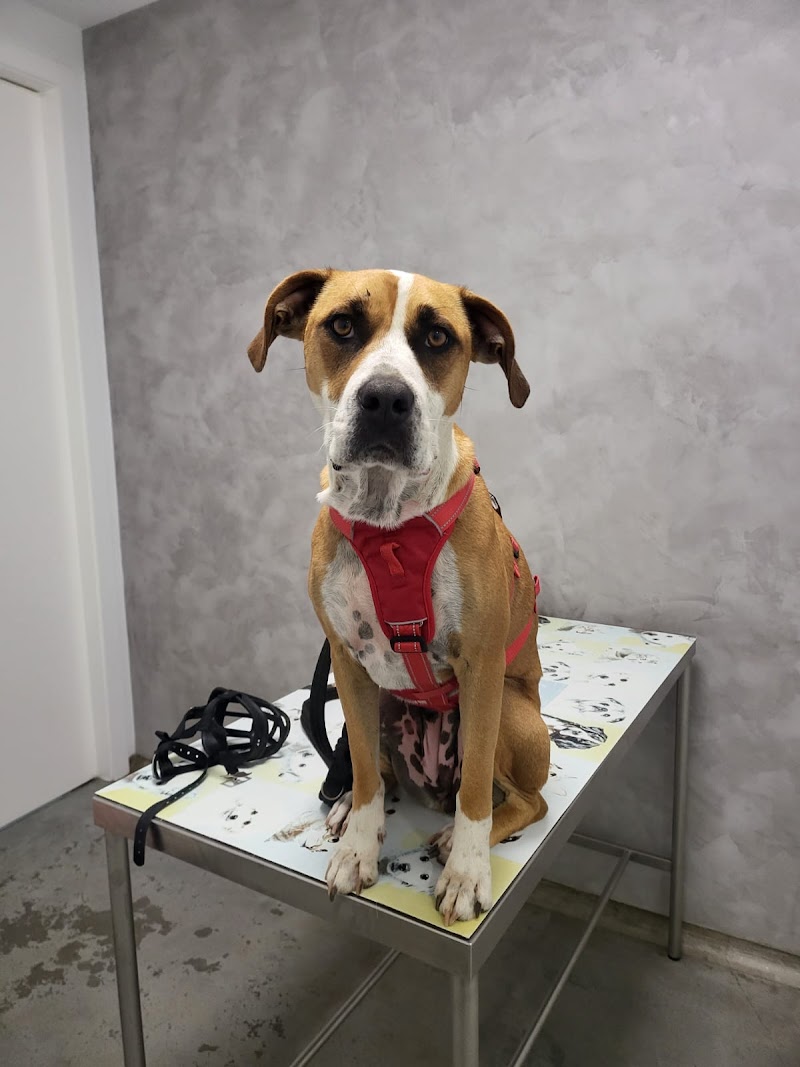 Imagen de Hospital Veterinario Les Alfàbegues