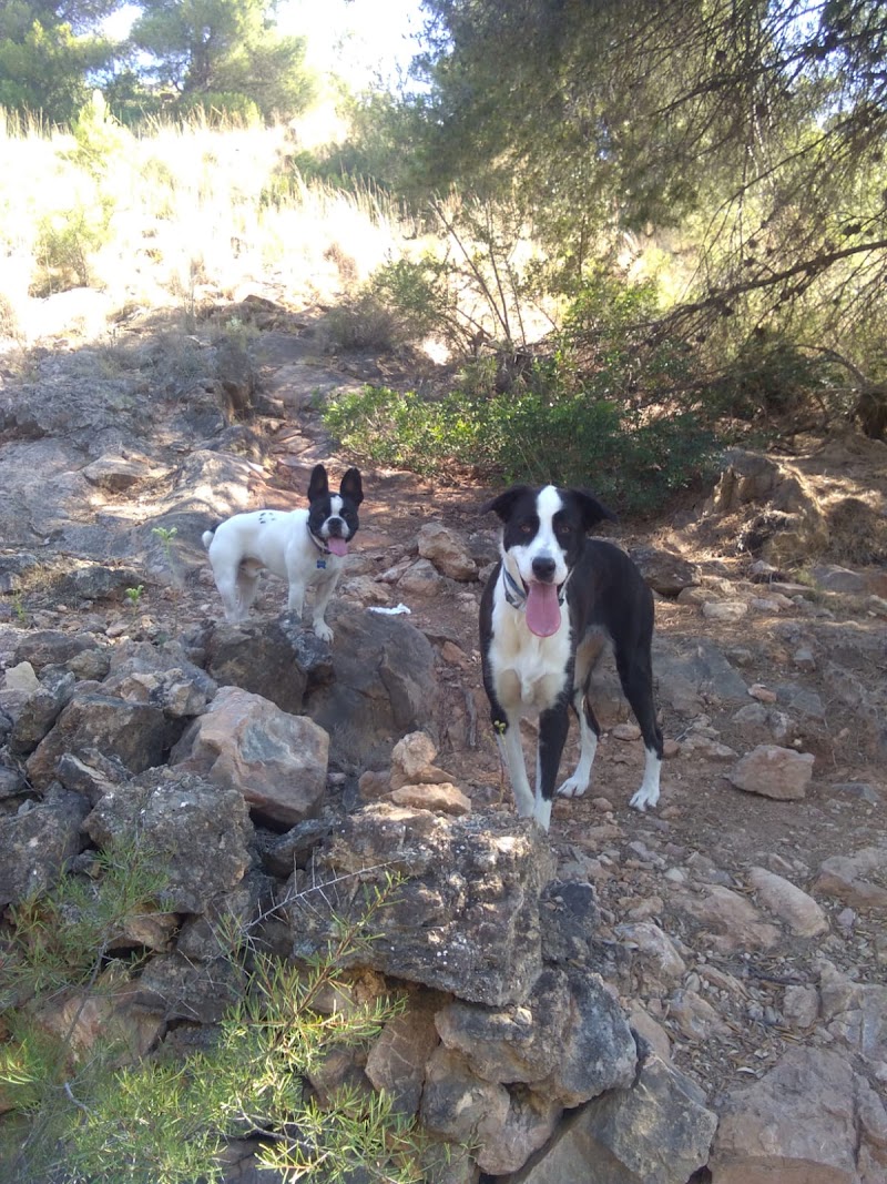 Imagen de Integradogs Valencia Educación Canina a Domicilio