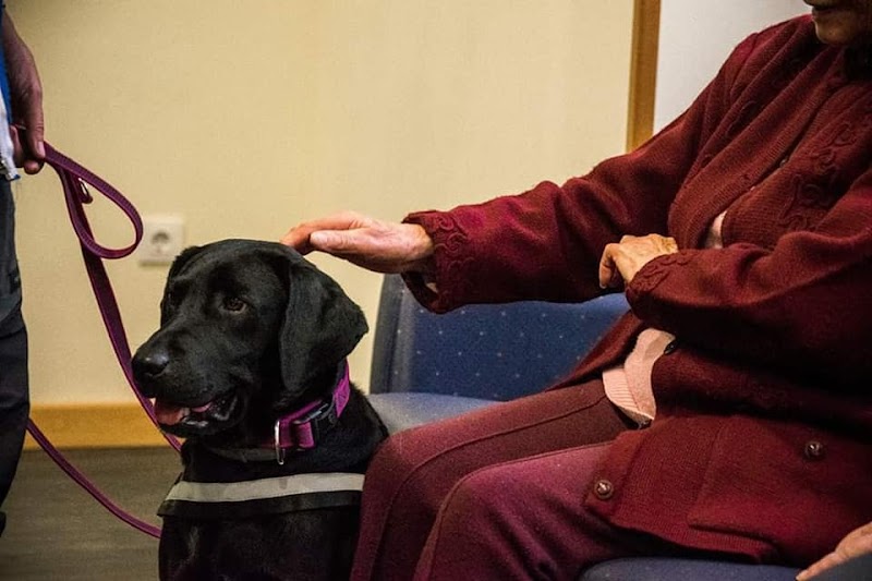 Imagen de Integradogs Valencia Educación Canina a Domicilio