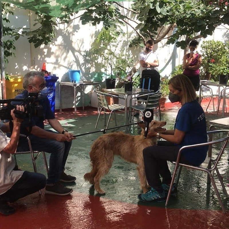 Imagen de Integradogs Valencia Educación Canina a Domicilio