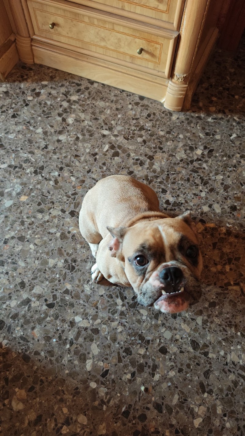 Imagen de Integradogs Valencia Educación Canina a Domicilio